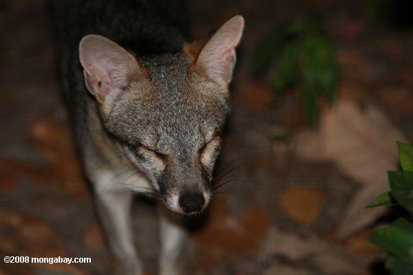 Gray Fox (Urocyon argentieus cinerea) [nom local - Zorro]