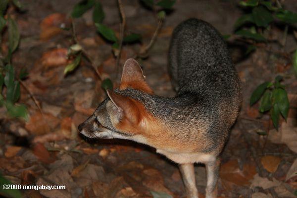 灰色の狐（ urocyon cinerea argentieus ） [ローカル名-オブゾロ]