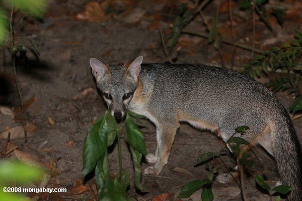 Gray Fox (Urocyon argentieus cinerea) [nom local - Zorro]