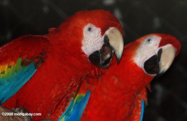Scarlet aras (Ara macao) paire