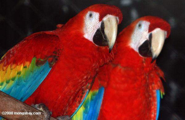 緋色macaws