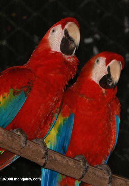 緋色macaws