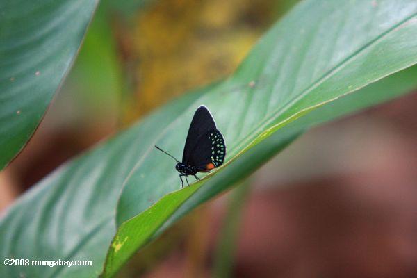 Schwarzer Schmetterling mit grünen Flecken und ein orange Marke