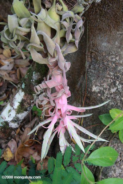 flor rosa de um epífito