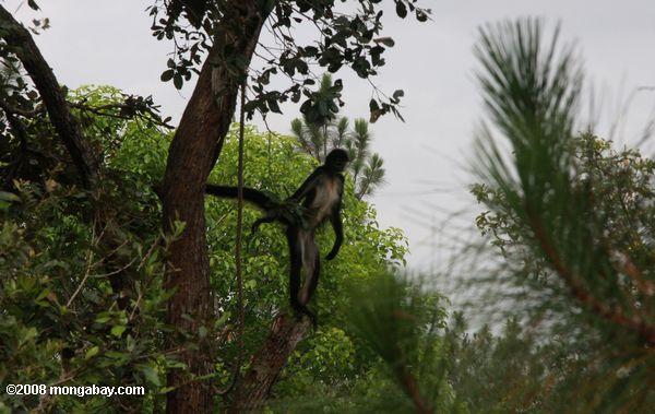 macaco aranha de pé