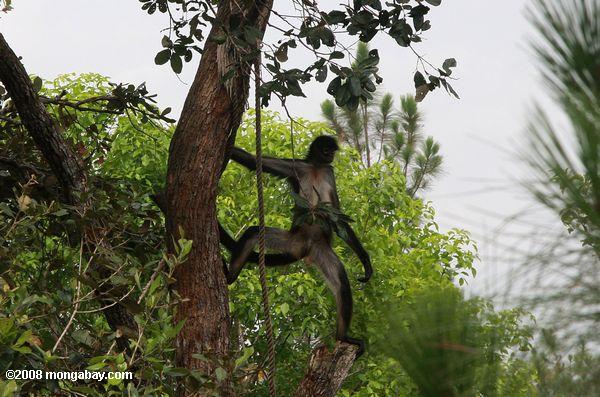 masculino macaco aranha de pé