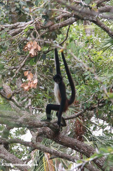 Geoffroy's macaco aranha - Ateles geoffroyi