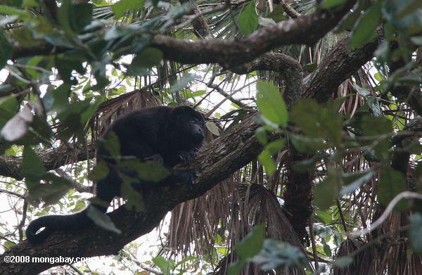 черная обезьяна ревун (alouatta pigra)