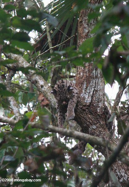 Gato-maracajá dormindo em cima de uma árvore ramo