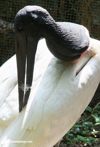 Jabiru Stork (Mycteria Jabiru) [nom local à Belize - turk ou fillymingo]