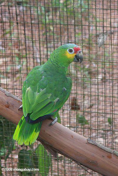 red maßgeschneiderte Papagei (Amazona autumnalis autumna) an der Belize Zoo
