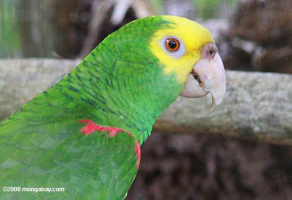 cabeça amarela papagaio (Amazona oratrix)