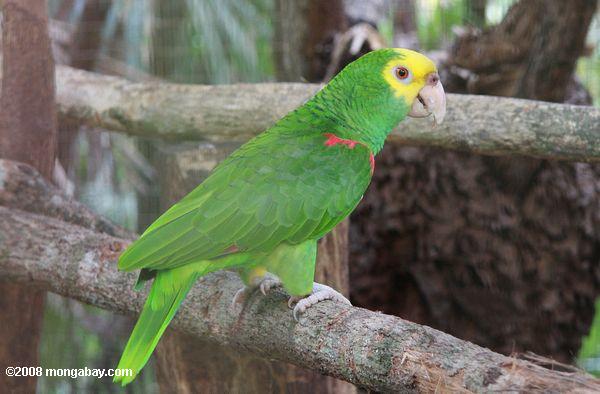 yellowhead попугай (Amazona oratrix)