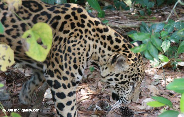 el jaguar (Panthera onca)