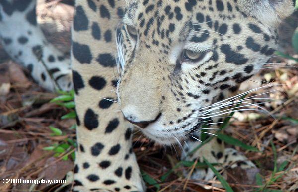 el jaguar (Panthera onca)