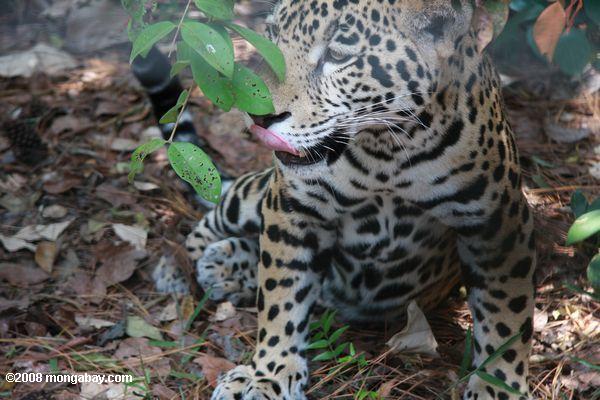 Jaguar (Panthera onca) lécher ses lèvres