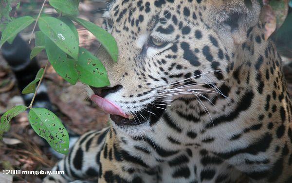 el jaguar (Panthera onca) lamiendo sus labios