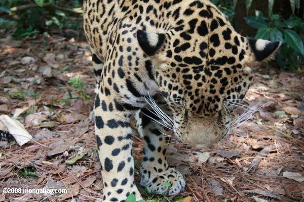 Jaguar (panthera onca) на уровне глаз