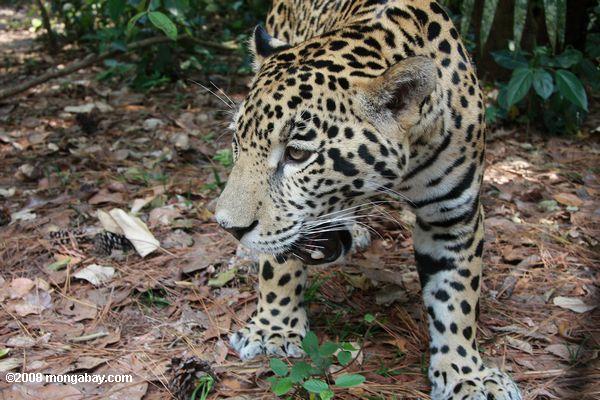 el jaguar (Panthera onca) al nivel de los ojos
