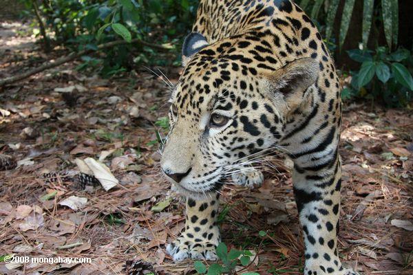 Jaguar (Panthera leo) auf Augenhöhe