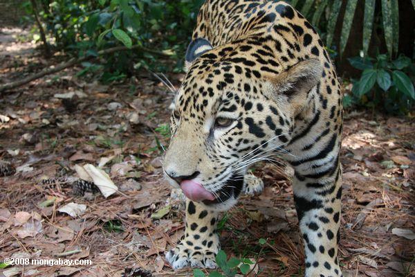 Jaguar (panthera onca) лизание ее губы
