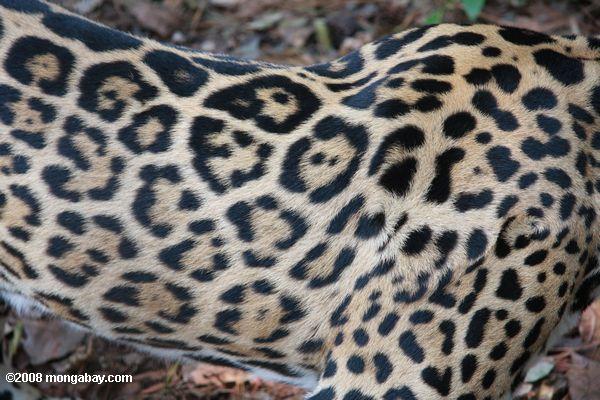 jaguar casaco