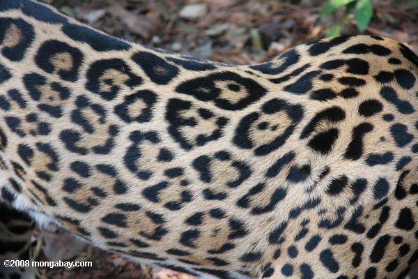 ジャガー毛皮のパターン