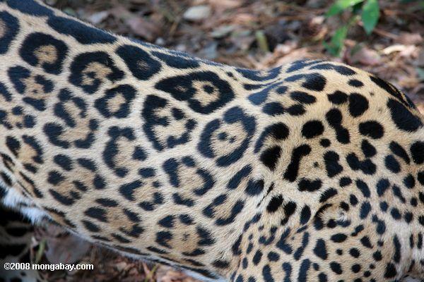 Muster der Jaguar Fell