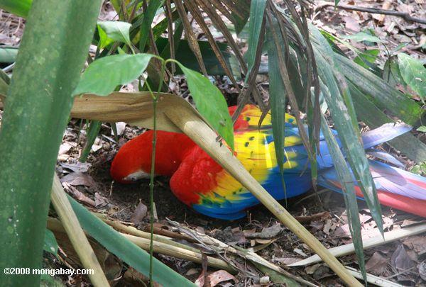 Scarlet macaw creuser dans le sol