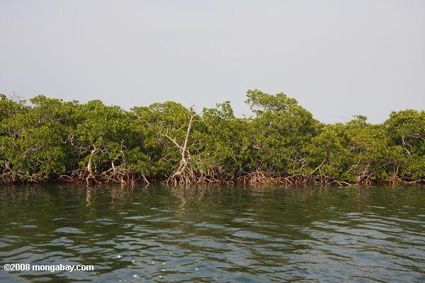 мангровые заросли на атолле turneffe