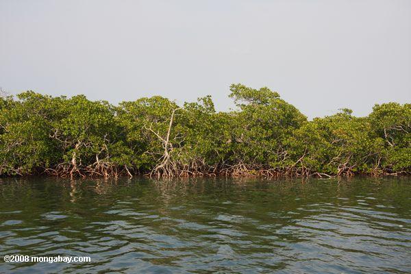 Mangroven von turneffe Atoll