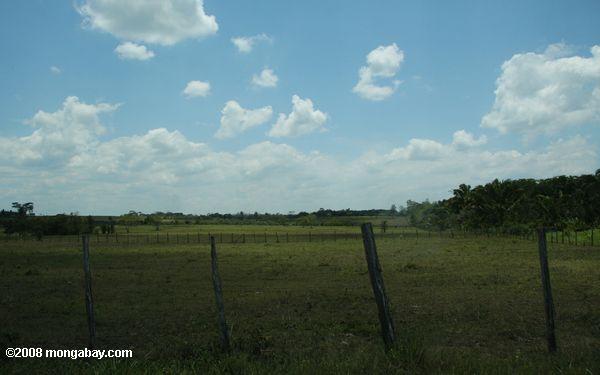 Les pâturages de bovins sur la terre ancienne forêt tropicale au Belize