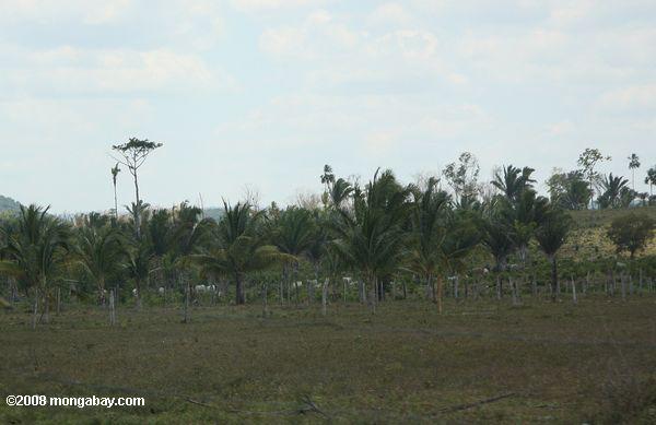 Rinder auf der Weide ehemaligen Regenwald Land in Belize