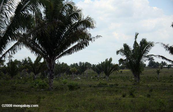Les pâturages de bovins sur la terre ancienne forêt tropicale au Belize