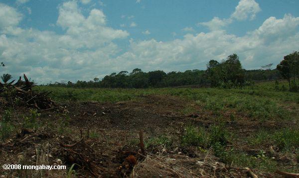 limpou o terreno florestal em Belize