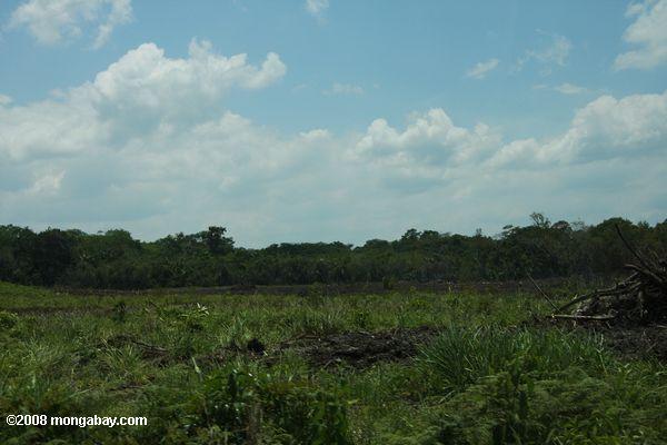Levée des terres forestières au Belize