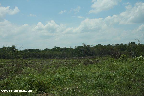 limpou o terreno florestal em Belize