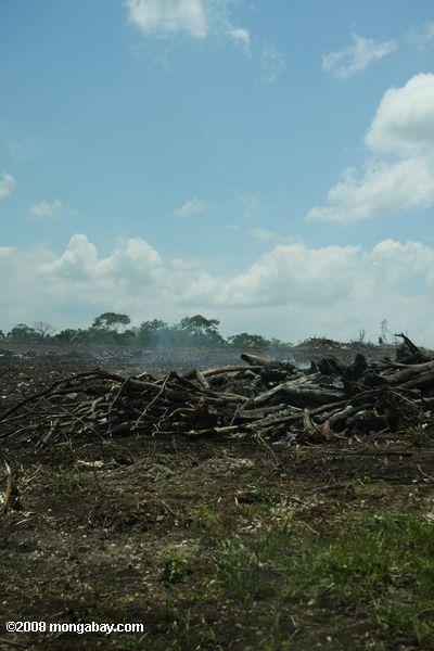 ardiendo los árboles en un paisaje deforestado