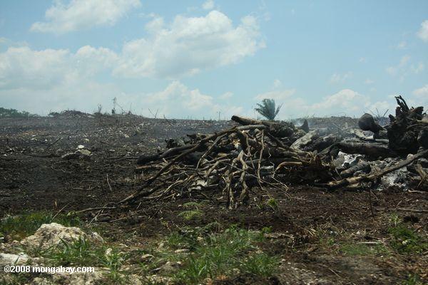 uma pilha de árvores queimam em uma paisagem desmatada