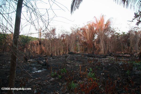 Belizean desmatamento