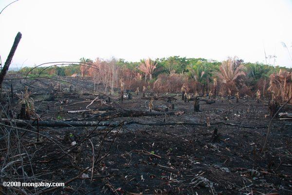 Belizean slash-e-queimar
