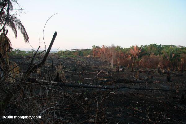 Belizean slash-e-queimar