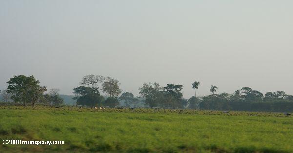 desmatamento para o gado no pasto Belize