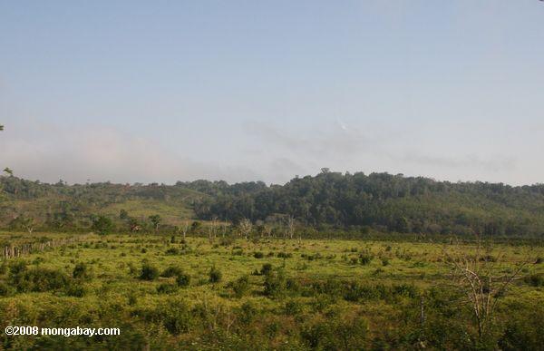 paisagem desmatada na Guatemala