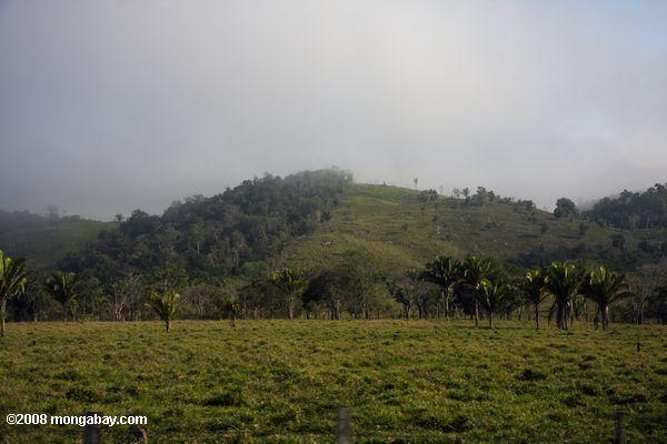 グアテマラでは牛の牧草地の森林伐採