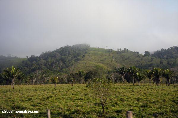 Le défrichement des forêts au Guatemala
