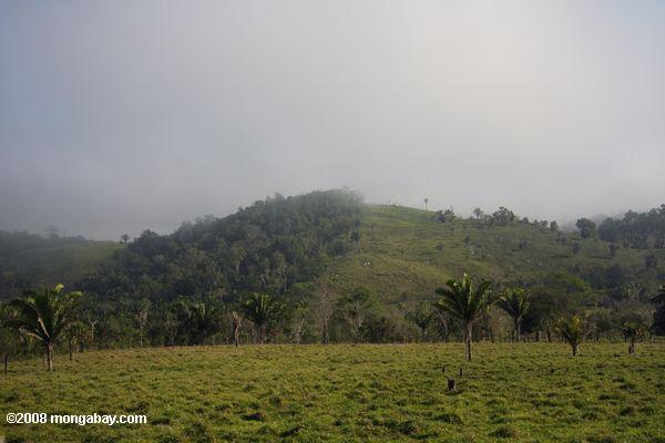 лес, переоборудованный для крупного рогатого скота пастбища в Гватемале