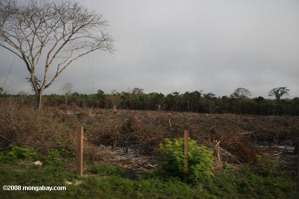 Brûlis agricoles au Guatemala