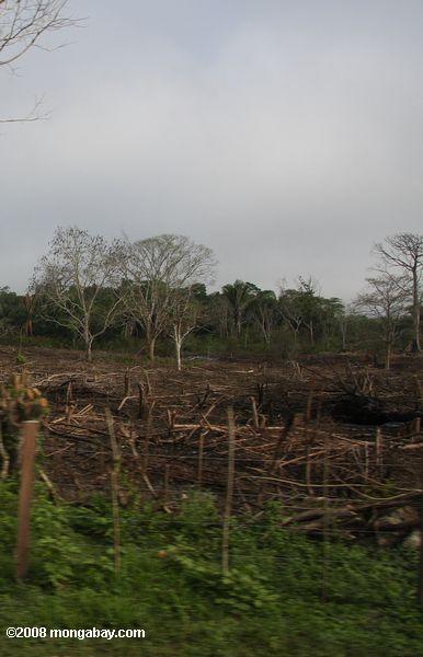Brûlis l'agriculture au Guatemala