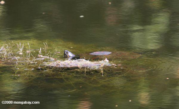 Teich Schildkröte